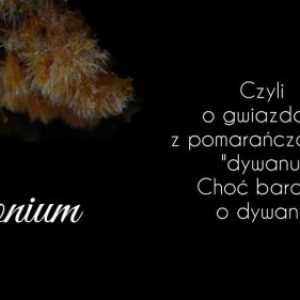 Rdzawa mata tajemnicy: co naprawdę wiemy o ozonium?