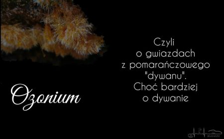 Read more about the article Rdzawa mata tajemnicy: co naprawdę wiemy o ozonium?