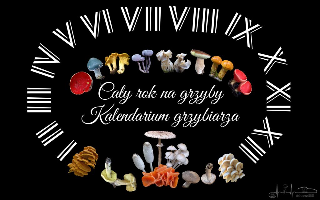 cały rok na grzyby