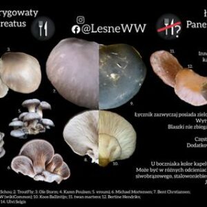 Boczniak ostrygowaty, a łycznik późny