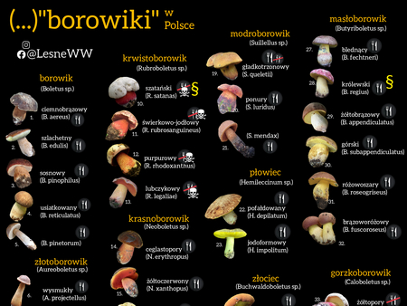 Read more about the article Od szlachetnego po szatańskiego: różnorodność borowików w Polsce
