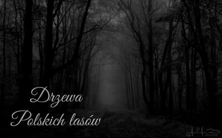 Read more about the article Podstawy lasu: moja osobista ściąga z drzew