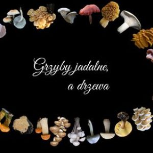 Grzyby jadalne, a drzewa