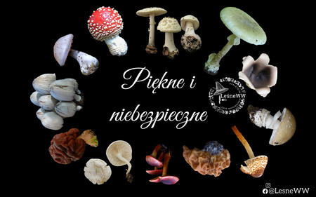 Read more about the article Piękne i niebezpieczne