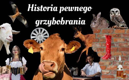 Read more about the article Historia pewnego grzybobrania