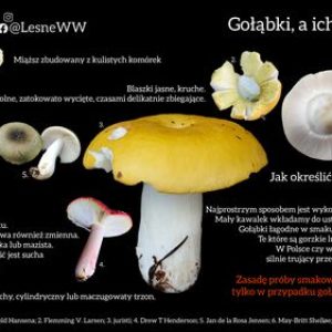 Jak sprawdzać jadalność gołąbków? Prosto i praktycznie