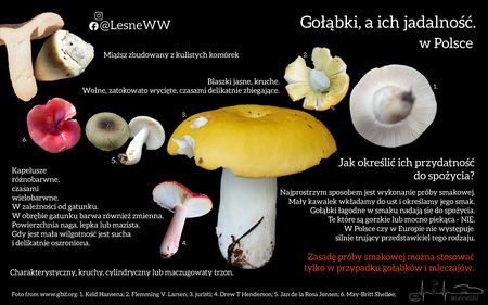 Read more about the article Jak sprawdzać jadalność gołąbków? Prosto i praktycznie