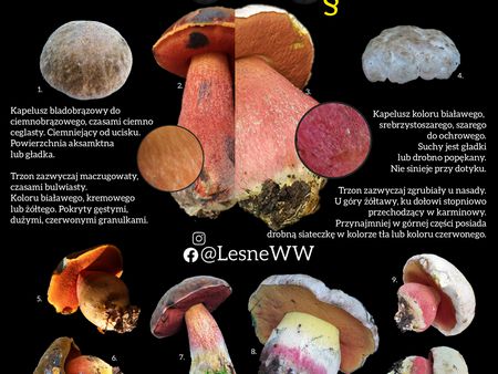 Read more about the article Krasnoborowik ceglastopory, a krwistoborowik szatański