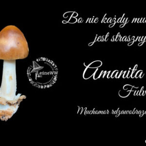 Muchomor rdzawobrązowy