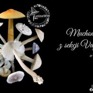 Muchomory z sekcji Vaginatae