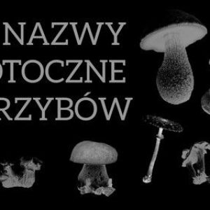 Nazwy potoczne grzybów