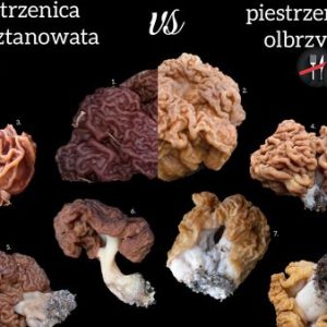 Piestrzenica olbrzymia, a kasztanowata