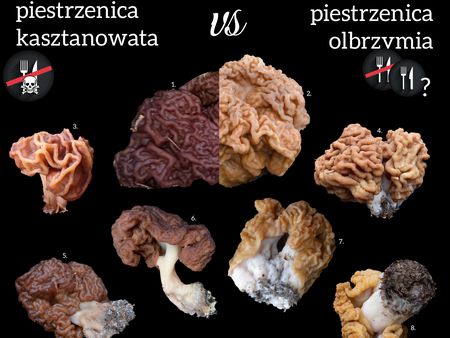 Read more about the article Piestrzenica olbrzymia, a kasztanowata