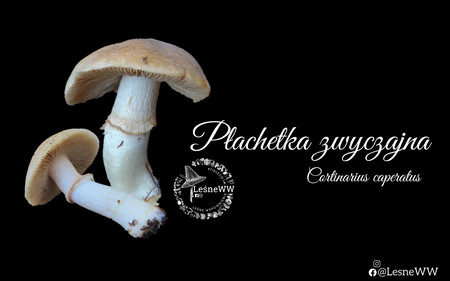 Read more about the article Płachetka zwyczajna, z czym można pomylić