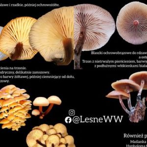 Płomiennica zimowa, a hełmówka jadowita