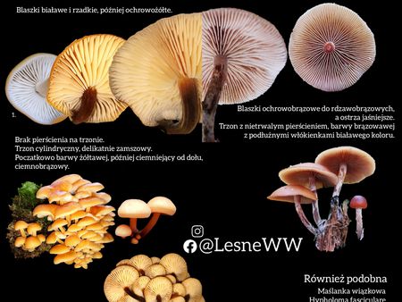 Read more about the article Płomiennica zimowa, a hełmówka jadowita