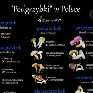 Podgrzybki w Polsce