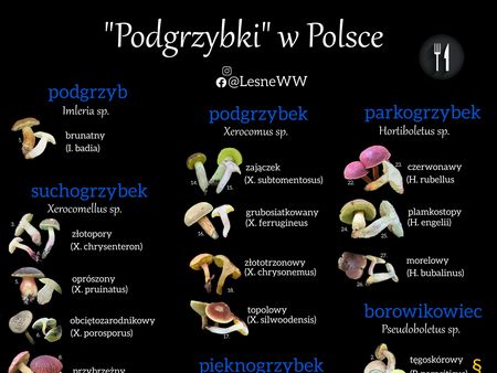 Read more about the article Podgrzybki w Polsce