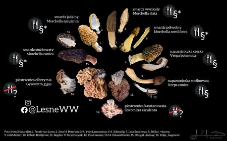 Read more about the article Smardzowate w Polsce: przewodnik po rozpoznawaniu i ochronie