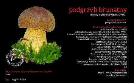 Read more about the article Rekomendacja polskiego nazewnictwa grzybów PTMyk cz 1