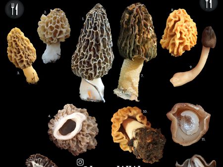 Read more about the article Smardze, a naparstniczki