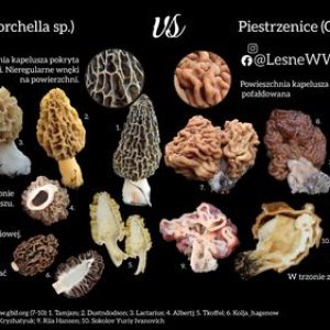 Smardze, a piestrzenice