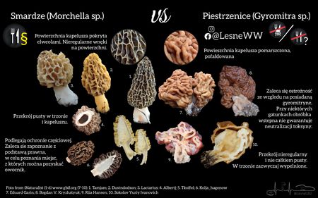 Read more about the article Smardze, a piestrzenice