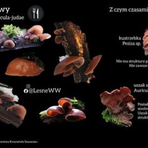 Uszak bzowy i co może się pod niego podszywać