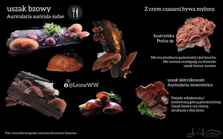 Read more about the article Uszak bzowy i co może się pod niego podszywać