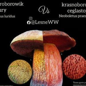 Krasnoborowik ceglastopory, a modroborowik ponury