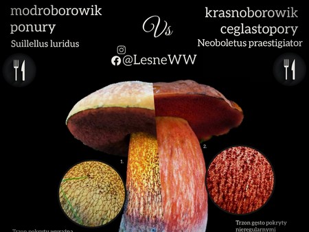 Read more about the article Krasnoborowik ceglastopory, a modroborowik ponury