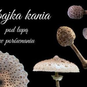 Czubajka kania (pełne opracowanie)