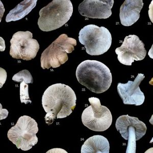 Gąska niekształtna, a inne szare gąski