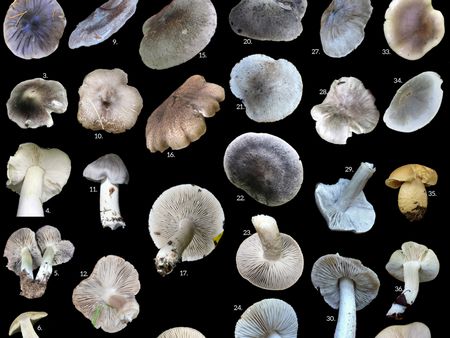 Read more about the article Gąska niekształtna, a inne szare gąski