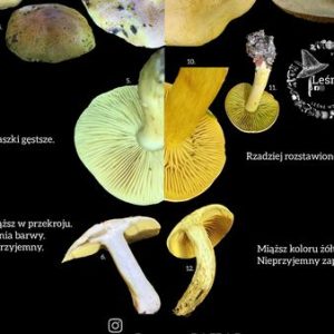 Gąska zielonka, a gąska siarkowa