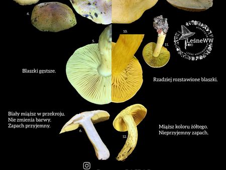 Read more about the article Gąska zielonka, a gąska siarkowa