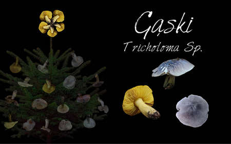 Read more about the article Gąski (żółte, szare i brązowe)