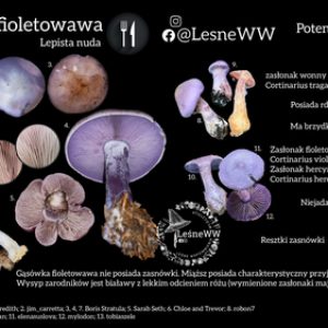 Gąsówka fioletowawa, a inne gatunki