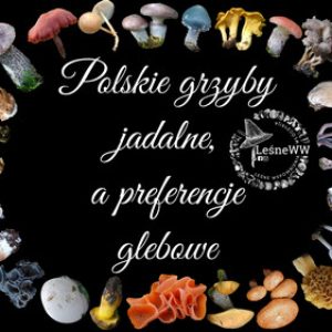 Grzyby jadalne, a preferencje glebowe