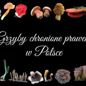 Grzyby chronione w Polsce