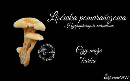 Read more about the article Lisówka pomarańczowa, czy taka straszna?