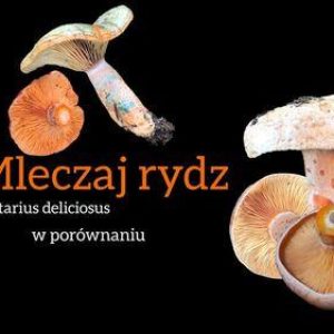 Mleczaj rydz w porównaniu