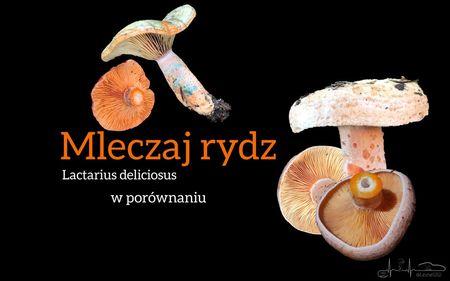 Read more about the article Mleczaj rydz w porównaniu