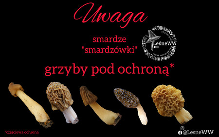 Read more about the article Ochrona prawna smardzów w Polsce