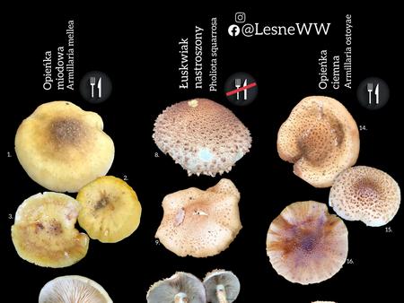 Read more about the article Porównanie łuskwiaka nastroszonego, a opieńki