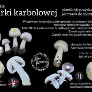 Pieczarka karbolowa, a jadalne pieczarki