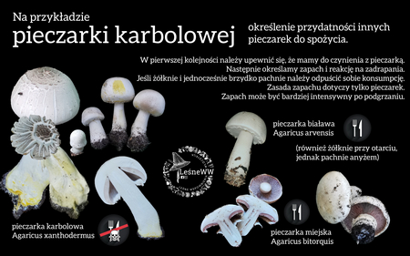 Read more about the article Pieczarka karbolowa, a jadalne pieczarki