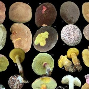 Podgrzybek zajączek, czy to na pewno on?