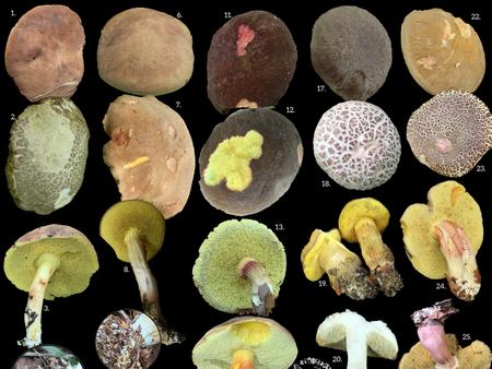 Read more about the article Podgrzybek zajączek, czy to na pewno on?