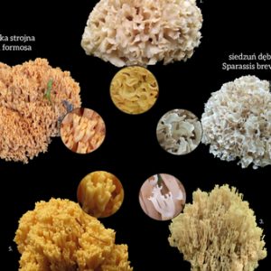 Siedzuń sosnowy, a potencjalne pomyłki